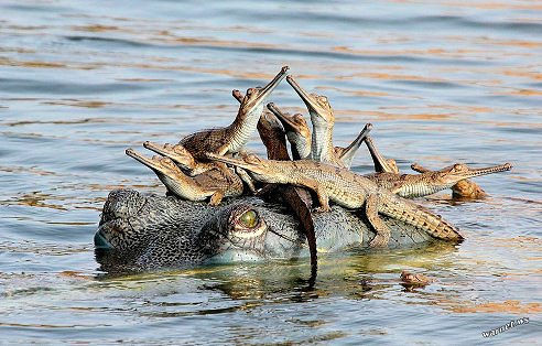 На бегемоте сидят крокодилы